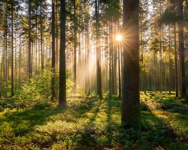 Bäume in einem Wald bei Sonnenschein